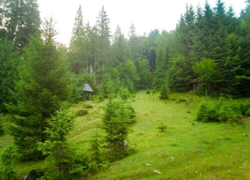 Czym jest działka leśna?